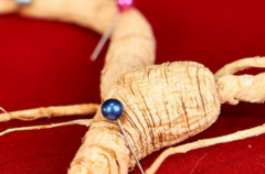 最正宗的人参品牌有哪些? 八款优选榜单更新,看完再买不亏