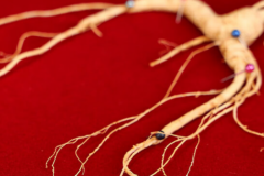 最正宗的野山参品牌有哪些?十大必入爆款野山参榜单权威推荐